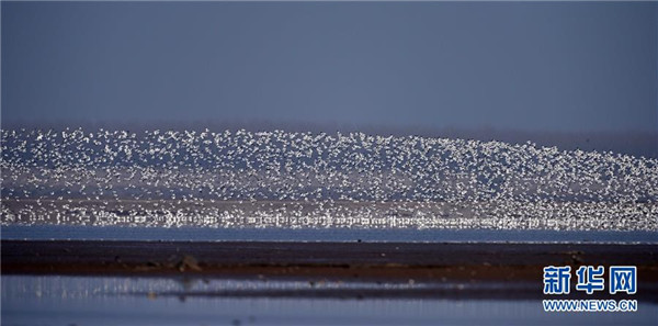 นกหมื่นตัวอาศัยอยู่ในพื้นที่ชุ่มน้ำทะเลสาบต้งถิง