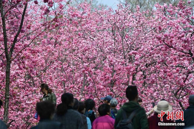 昆明市の圓通山で桜の花が満開　花見を楽しむ人々