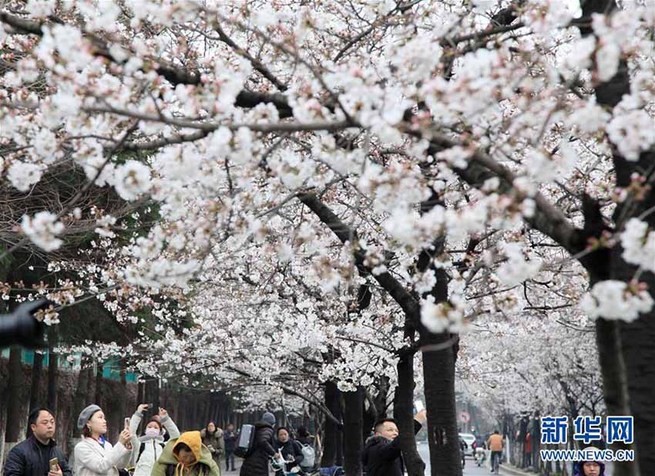 咲き誇る花々　中国各地に広がる春の景色