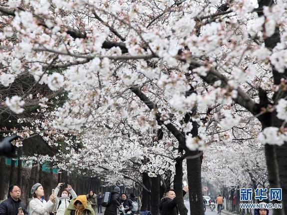 咲き誇る花々　中国各地に広がる春の景色