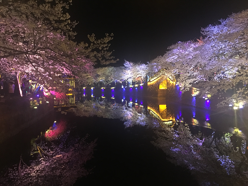 中国一の桜のスポット　黿頭渚公園でお花見を：無錫市