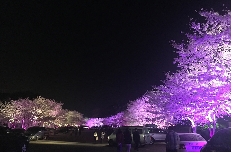 中国一の桜のスポット　黿頭渚公園でお花見を：無錫市