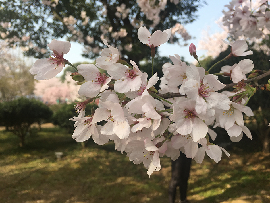 2018無錫国際花見ウィークが開幕
