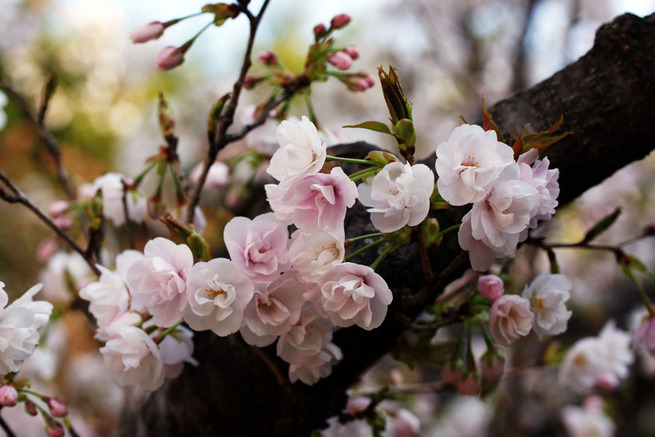 3月29日　神戸・岡本南公園の桜　花咲か爺さん