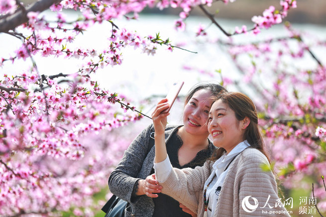 野山を埋め尽くすピンク色の美しい景色　河南省光山県で咲き誇る桃の花