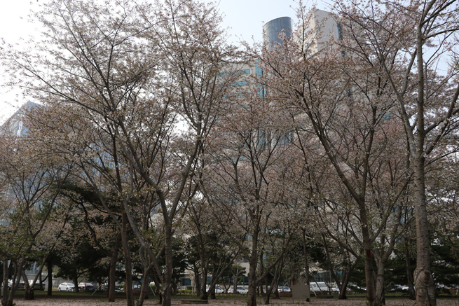 4月5日　葉桜　【観察終了】
