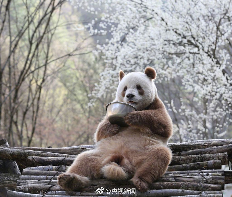 Panda Warna Coklat