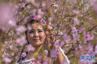 Bunga Sakura di Kota Fukang di Xinjiang