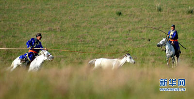 Segerombolan Kuda Putih di Padang Rumput I