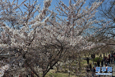 Bunga Sakura di Beijing I