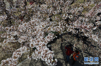 Bunga Sakura di Beijing II