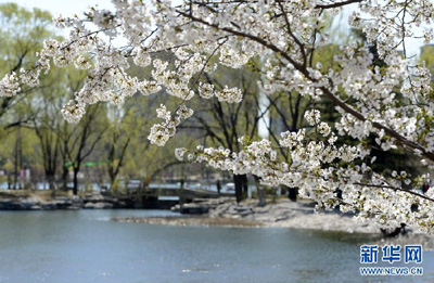 Bunga Sakura di Beijing I