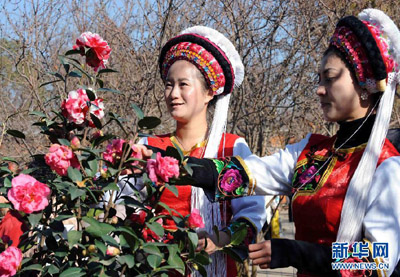 Festival Kamelia di Kota Kunming, Provinsi Yunnan