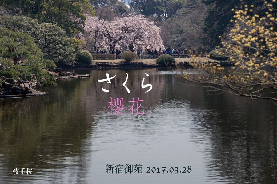 3月28日　新宿御苑　淘気爺爺・奥田正彦さん