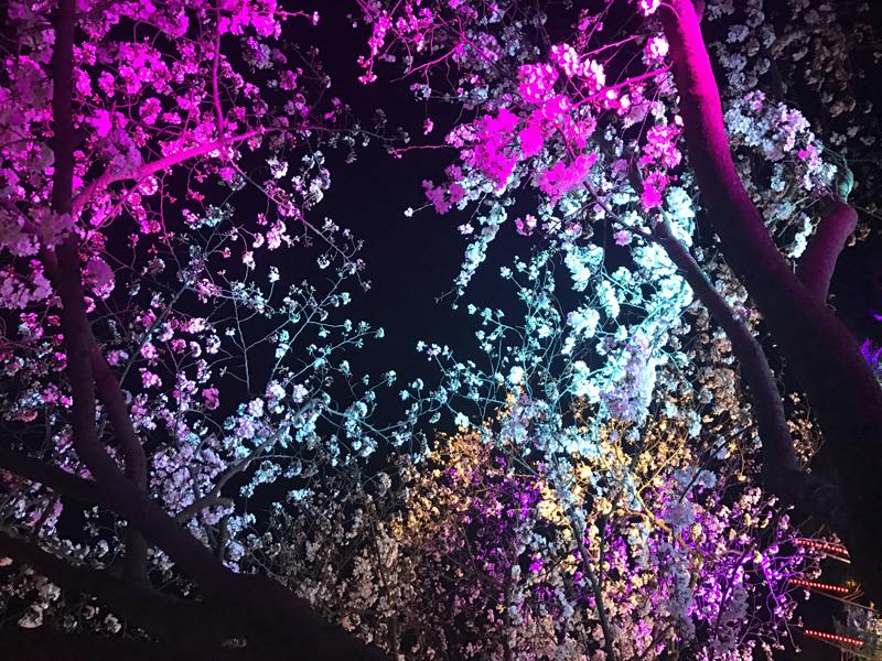 3月27日　無錫・黿頭渚公園で中日交流の夜桜