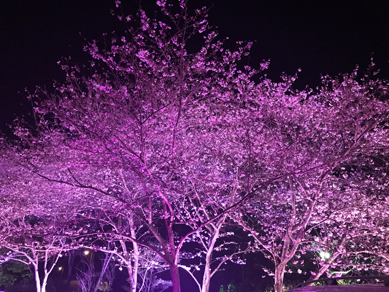 3月27日　無錫・黿頭渚公園で中日交流の夜桜