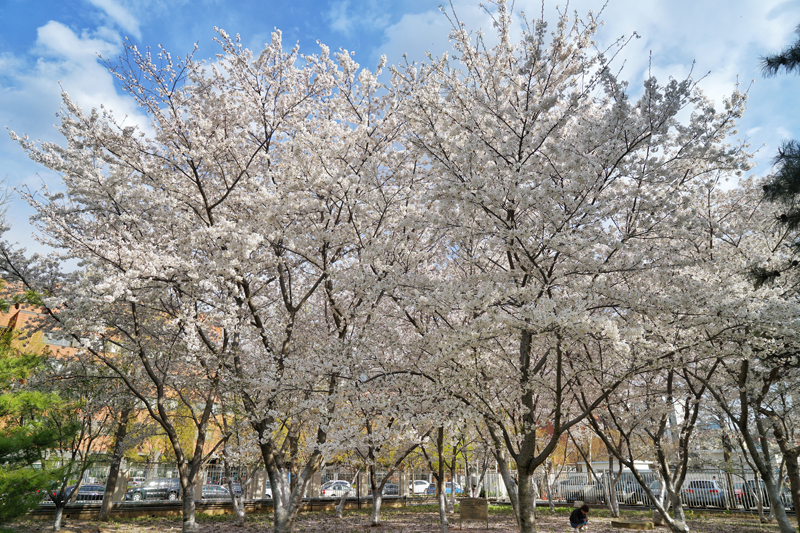 北京放送局の庭の桜