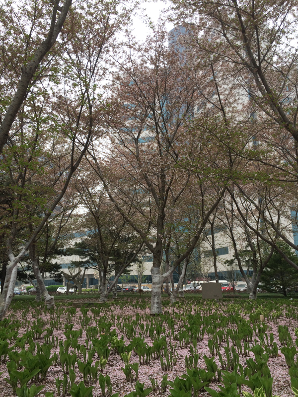 4月4日　葉桜