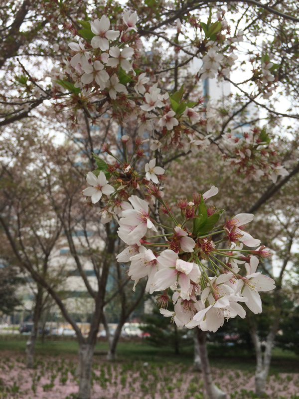 4月4日　葉桜